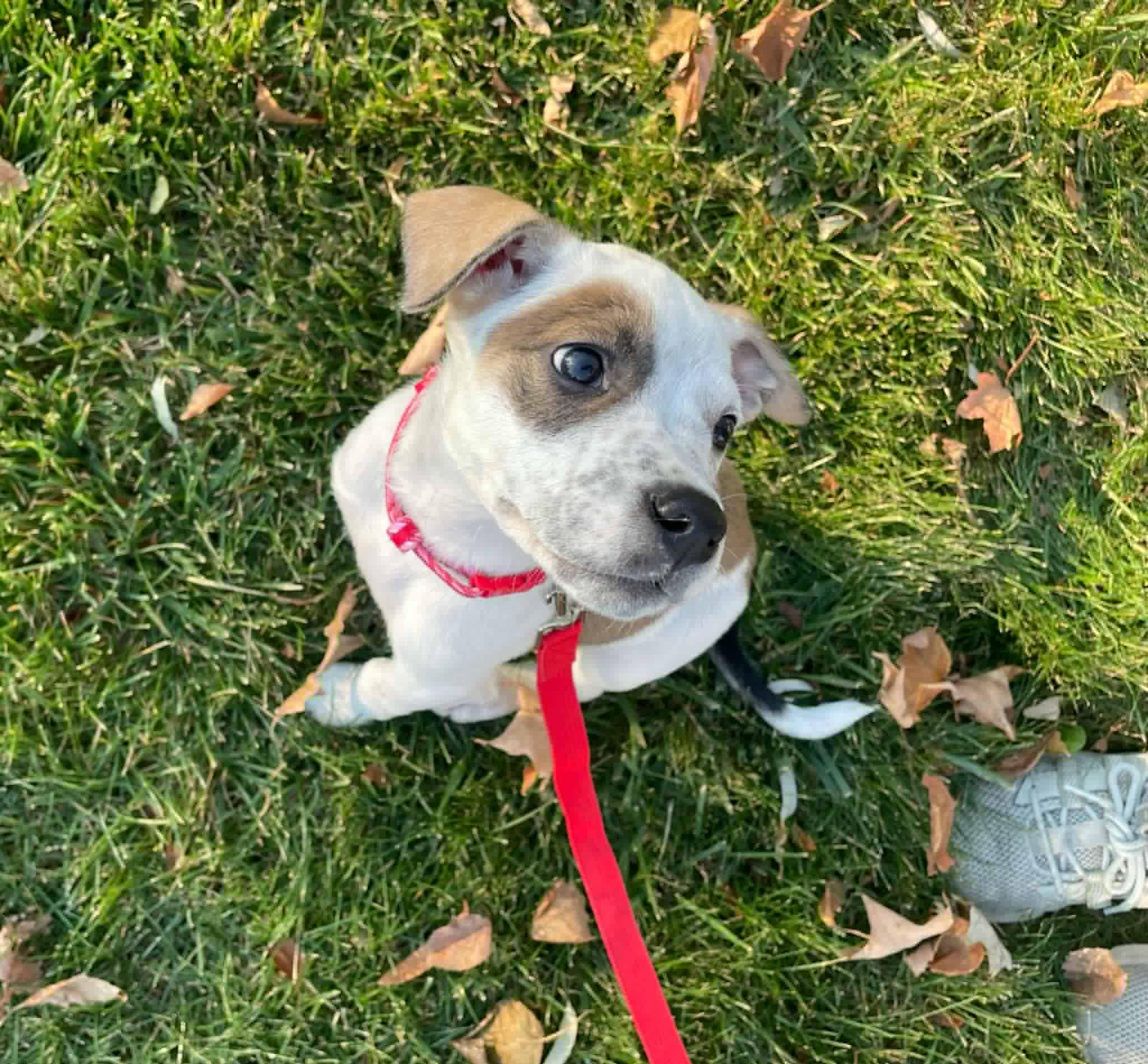 Enlarge Grace the mixed breed puppy, a Adoptable mixed breed in Muskego, WI image 6/6