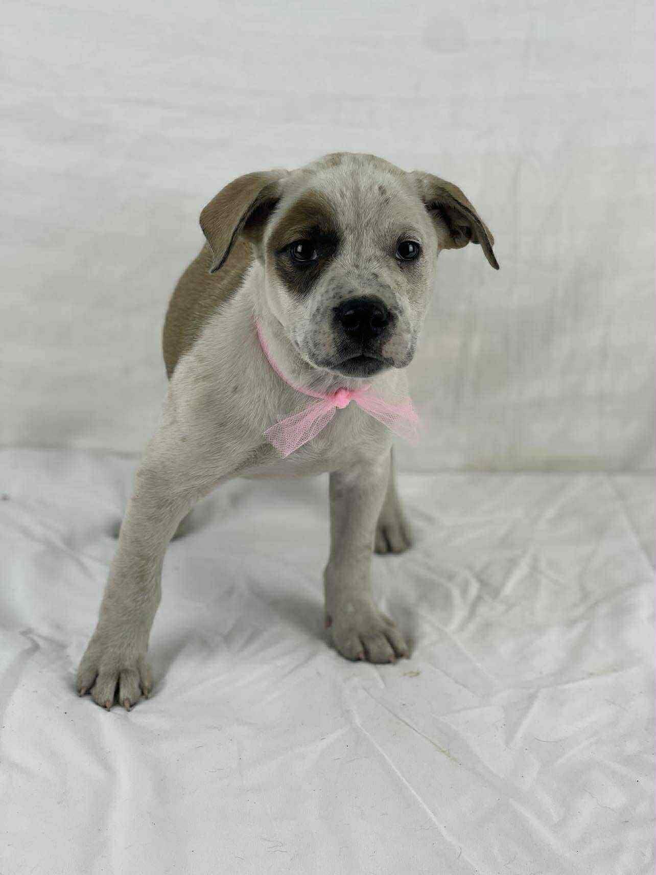 Enlarge Grace the mixed breed puppy, a Adoptable mixed breed in Muskego, WI image 3/6