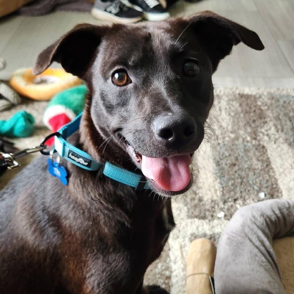 Enlarge Sam, a Adoptable mixed breed in St. Charles, IL image 3/6