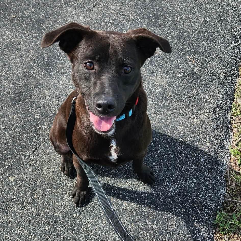 Enlarge Sam, a Adoptable mixed breed in St. Charles, IL image 4/6