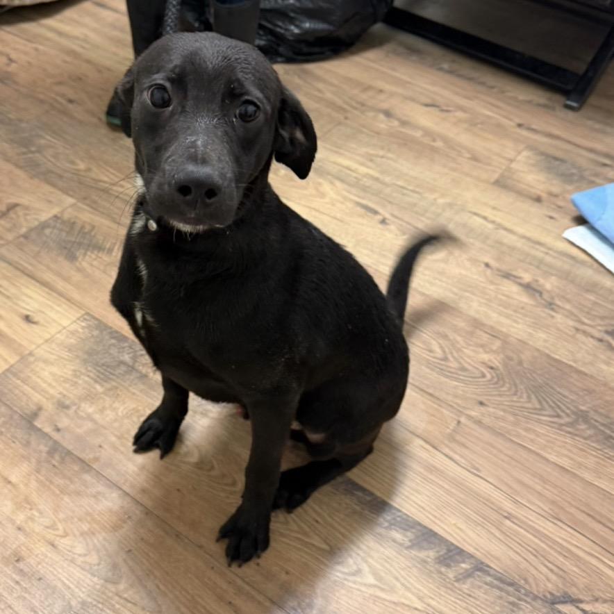 Enlarge Sam, a Adoptable mixed breed in St. Charles, IL image 5/6