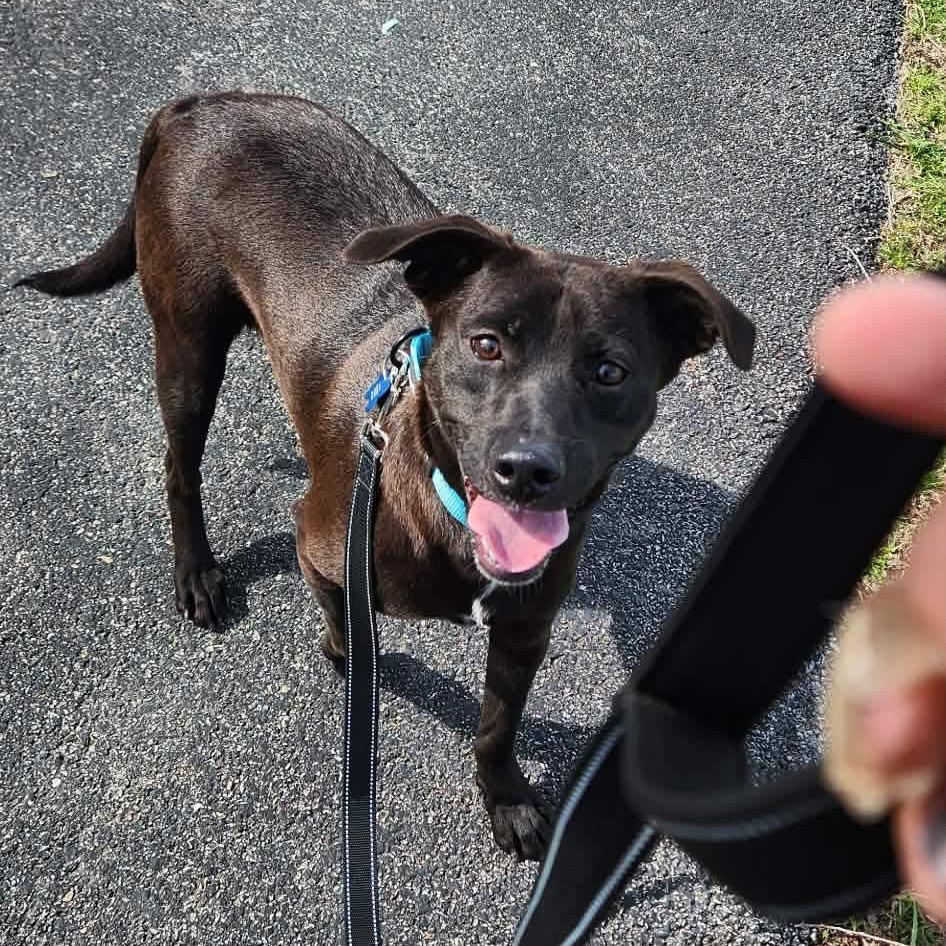 Enlarge Sam, a Adoptable mixed breed in St. Charles, IL image 6/6