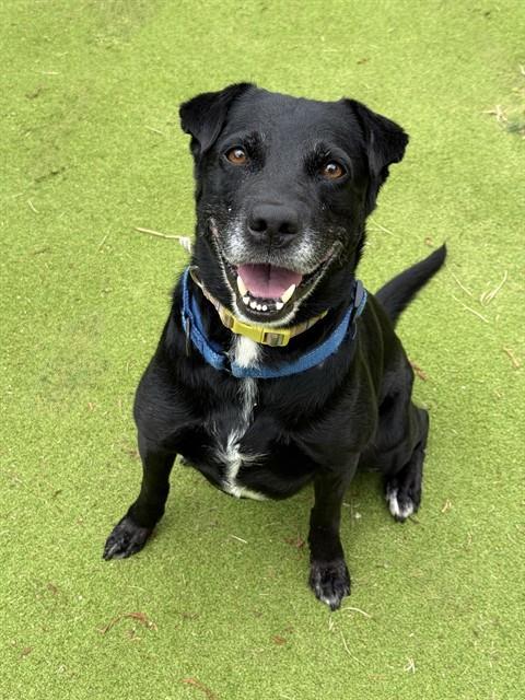 ATHENA, Adoptable, Adult Female Labrador Retriever.