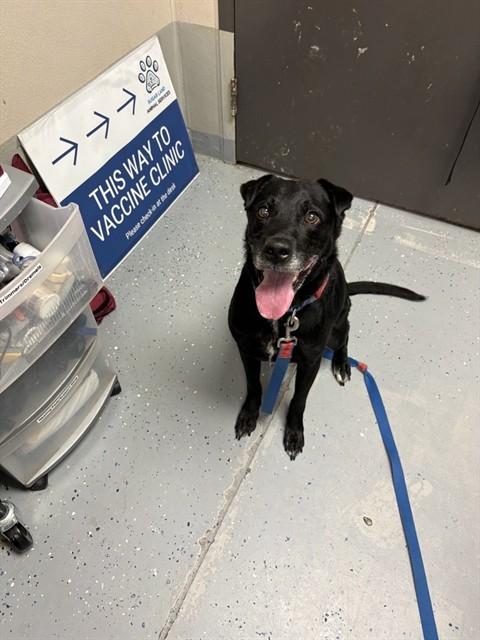ATHENA, Adoptable, Adult Female Labrador Retriever.