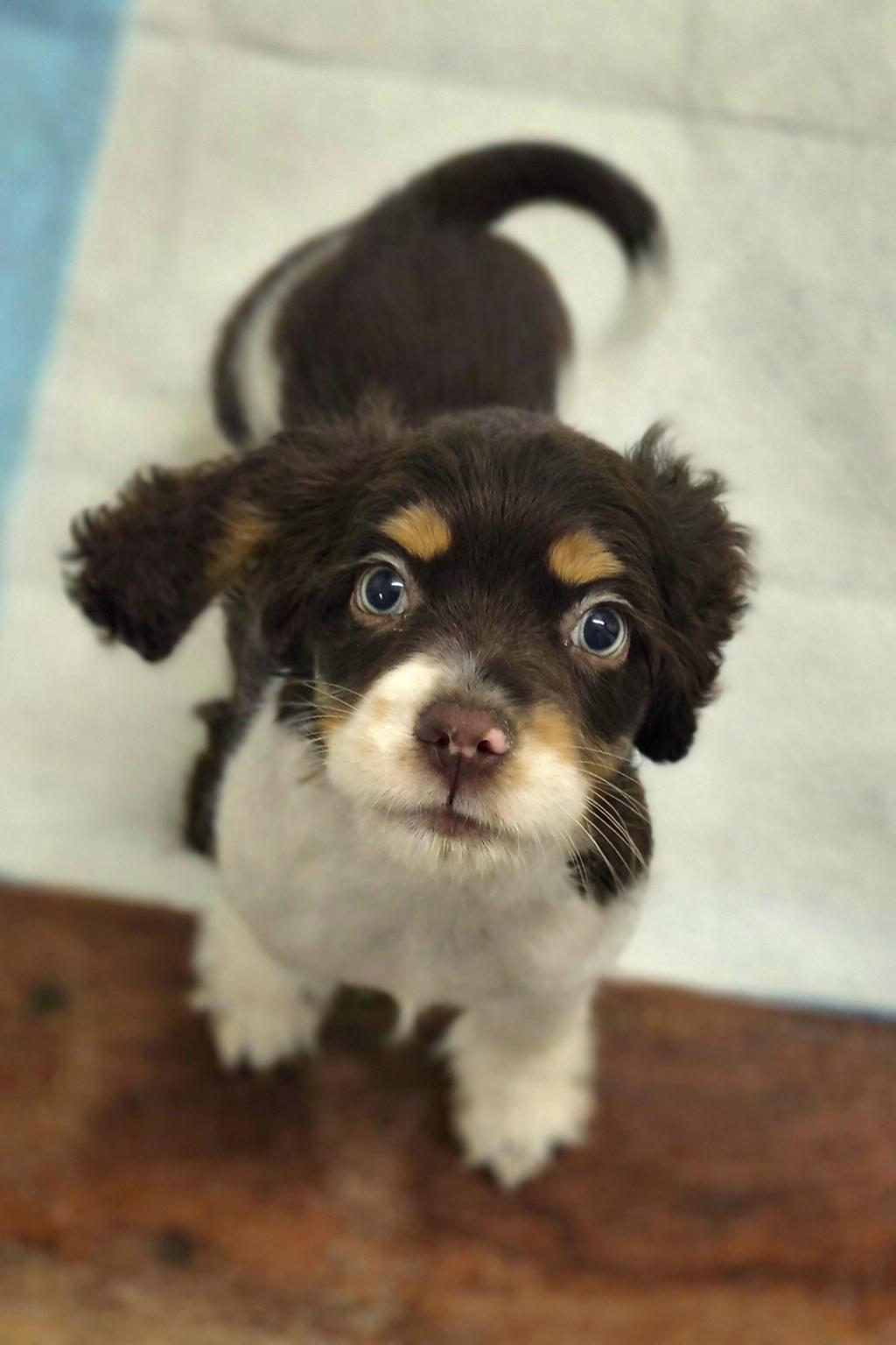 Montgomery , ADOPTABLE, Puppy Male Cocker Spaniel.