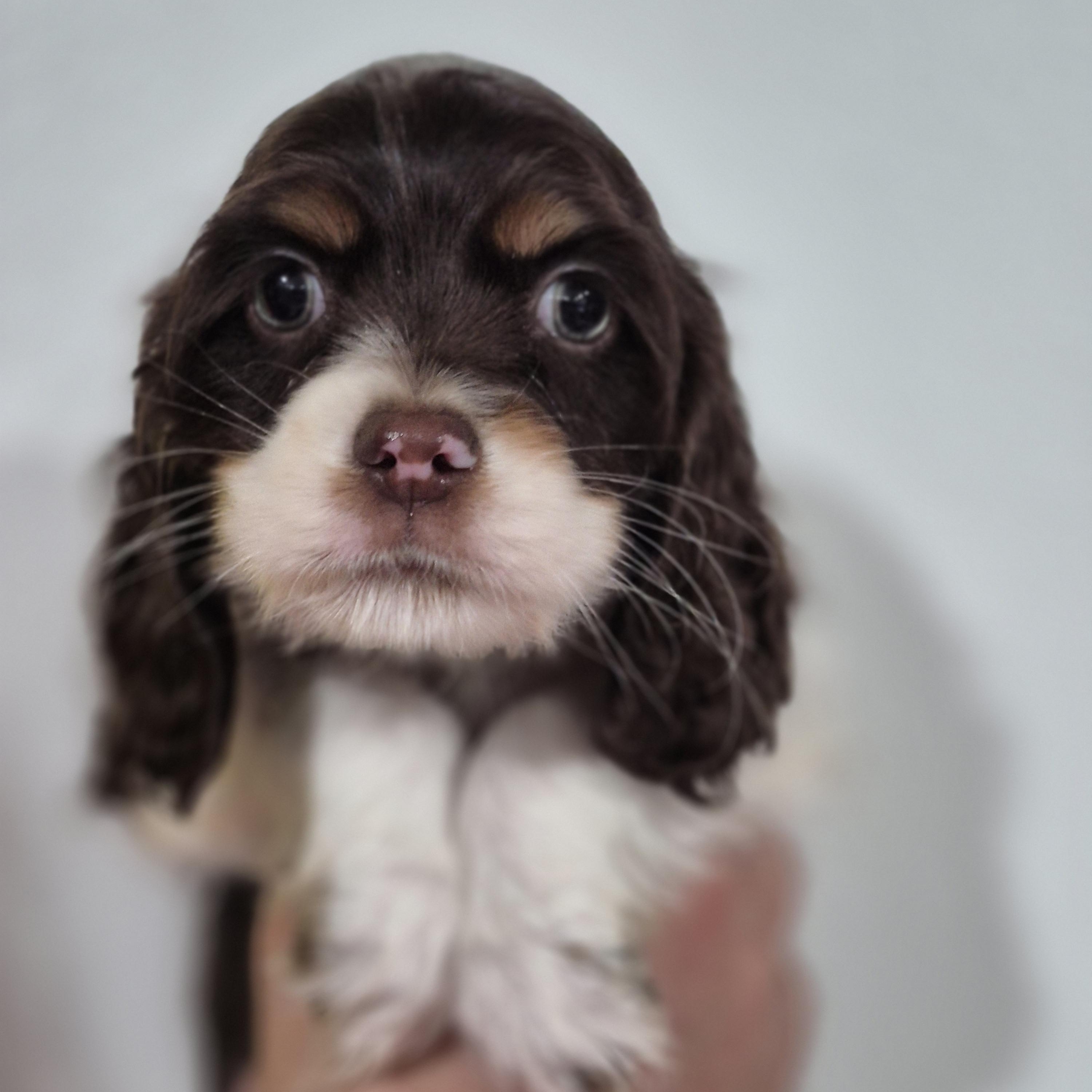 Enlarge Montgomery , a ADOPTABLE Cocker Spaniel in metairie, LA image 4/6