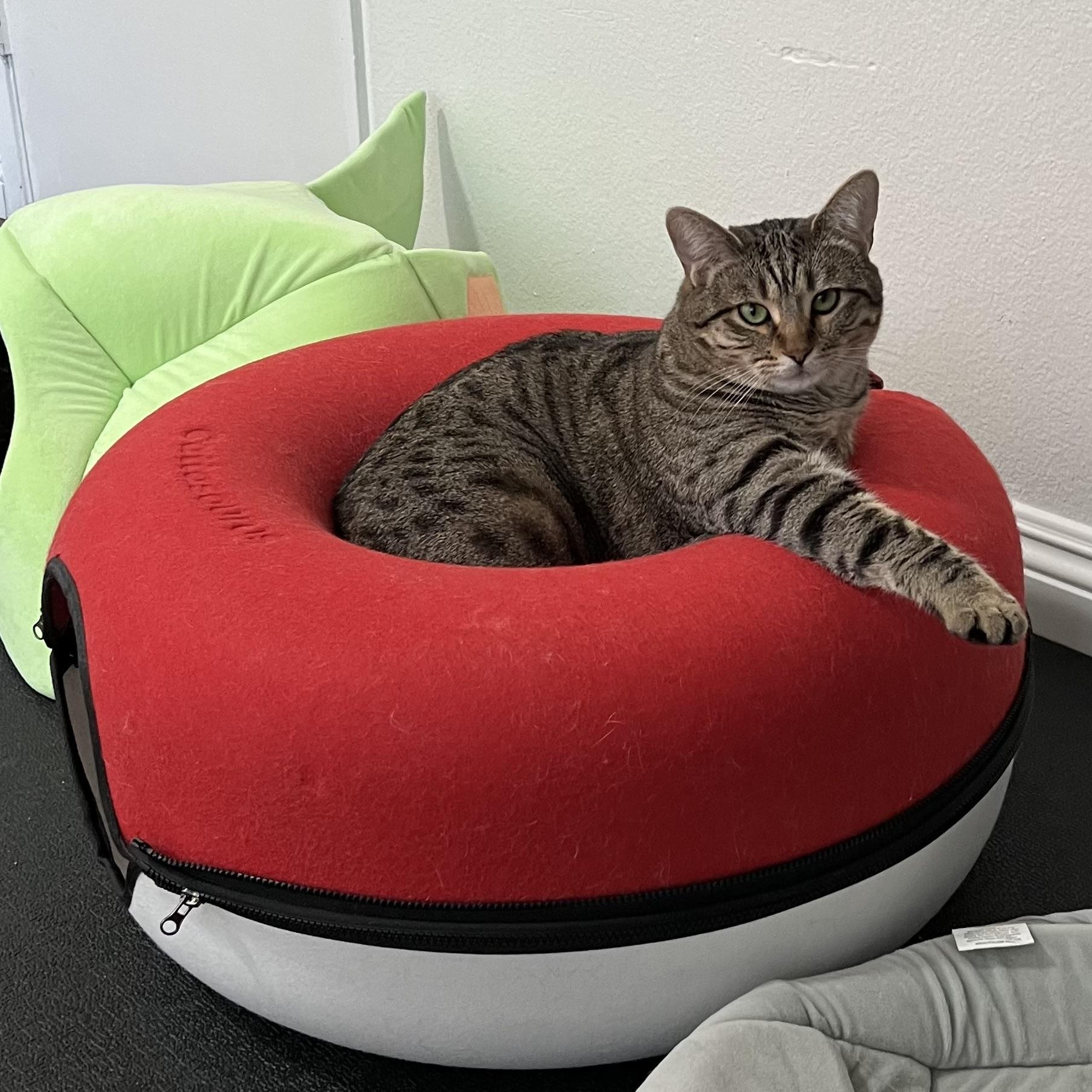 Bunny, a Adoptable Domestic Short Hair in Walnut, CA image 2/2