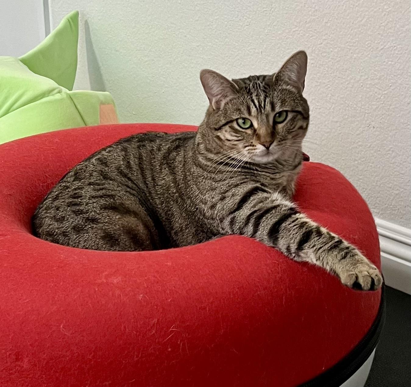 Bunny, a Adoptable Domestic Short Hair in Walnut, CA image 1/2