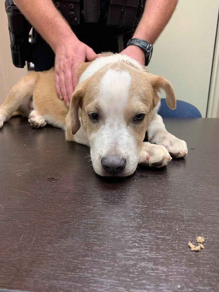 Jason, Adoptable, Puppy Male Mixed Breed.