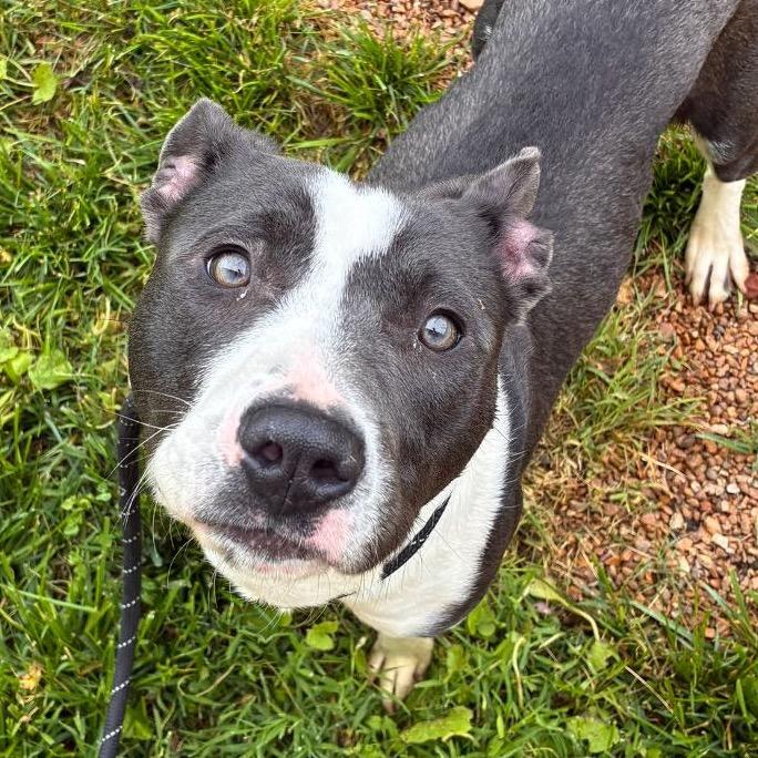 Saylor, Adoptable, Adult Male Terrier.