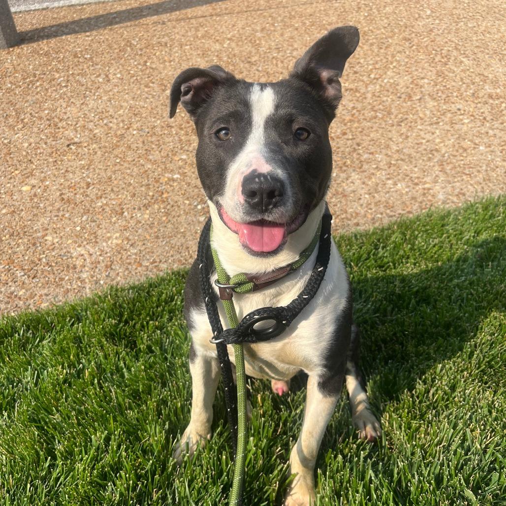 Saylor, Adoptable, Adult Male Terrier.