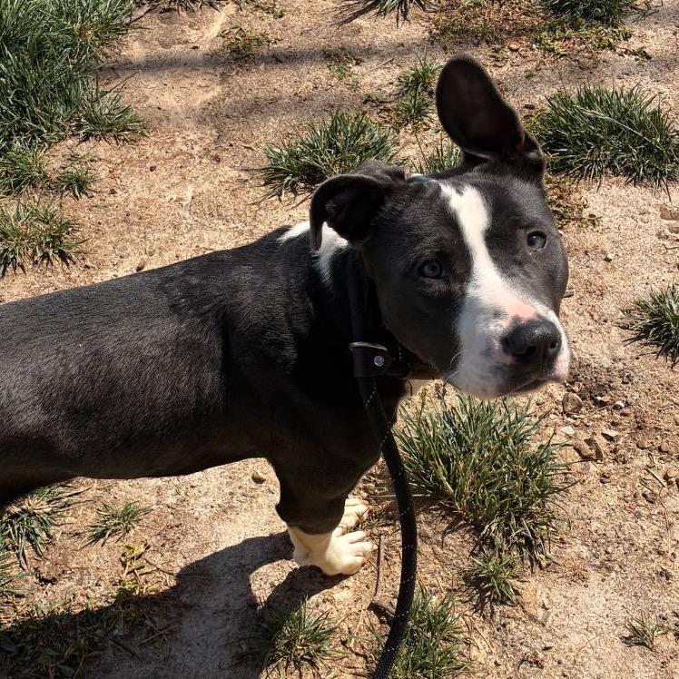 Enlarge Saylor, a Adoptable Terrier in St. Louis, MO image 2/6