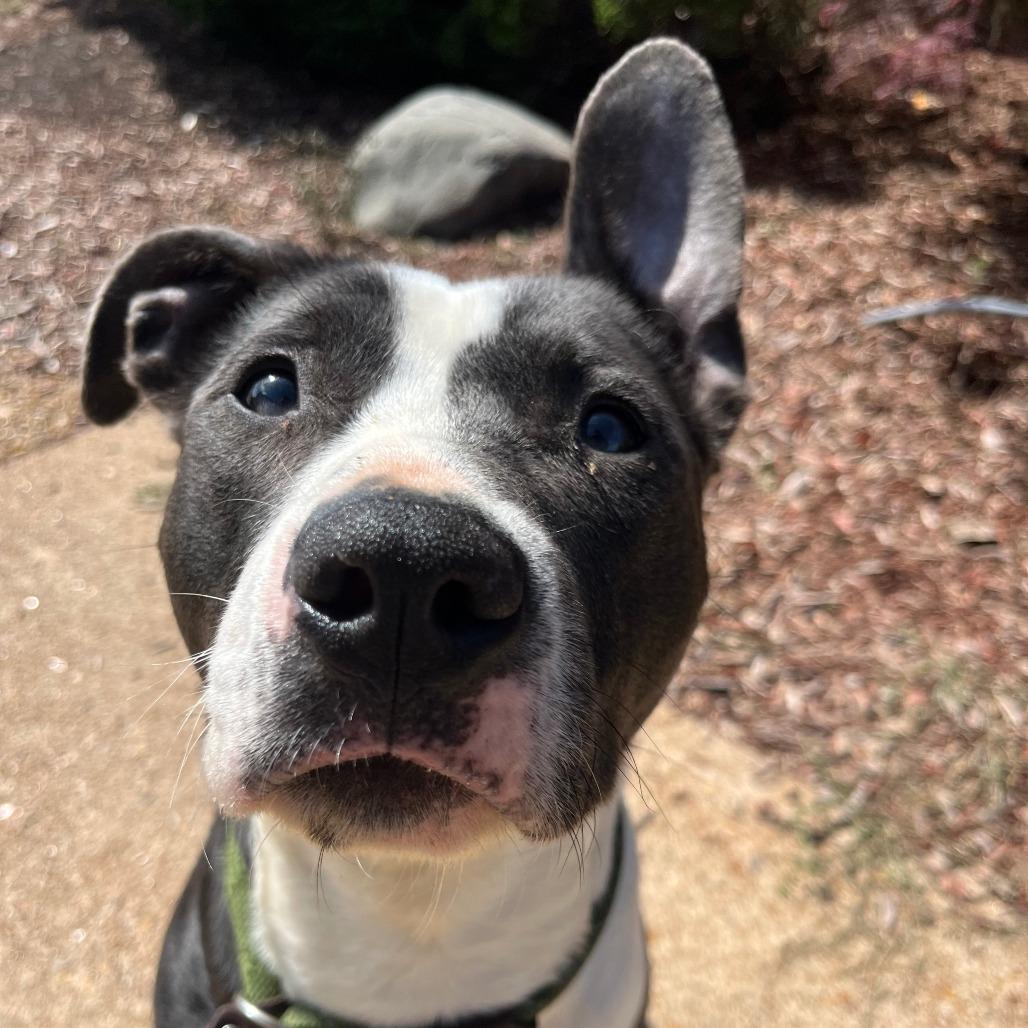 Enlarge Saylor, a Adoptable Terrier in St. Louis, MO image 3/6