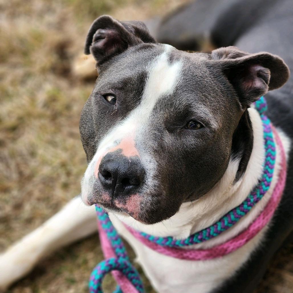 Enlarge Saylor, a Adoptable Terrier in St. Louis, MO image 4/6