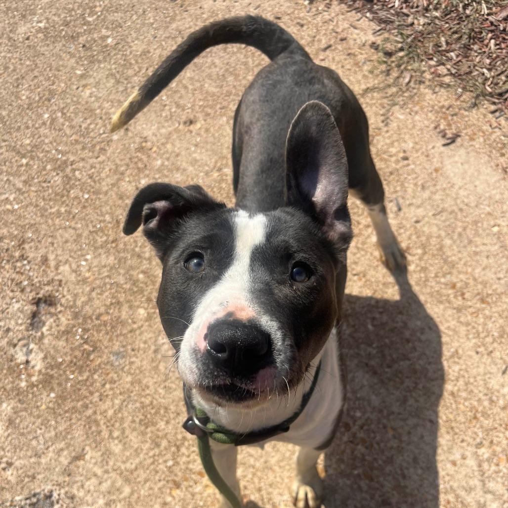 Enlarge Saylor, a Adoptable Terrier in St. Louis, MO image 5/6