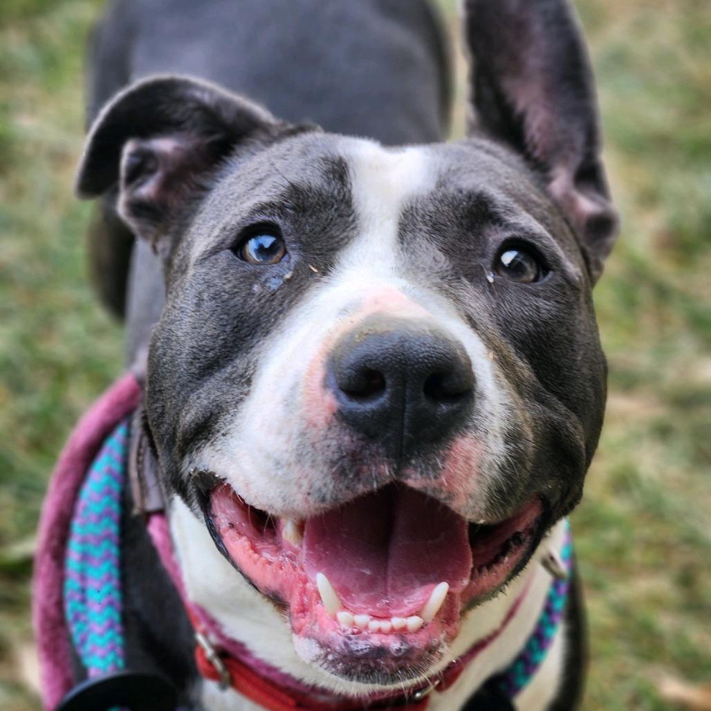 Enlarge Saylor, a Adoptable Terrier in St. Louis, MO image 6/6