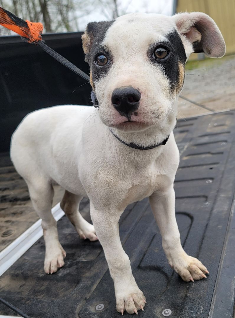 Little Bit, Adopted, Puppy Male Pit Bull Terrier.
