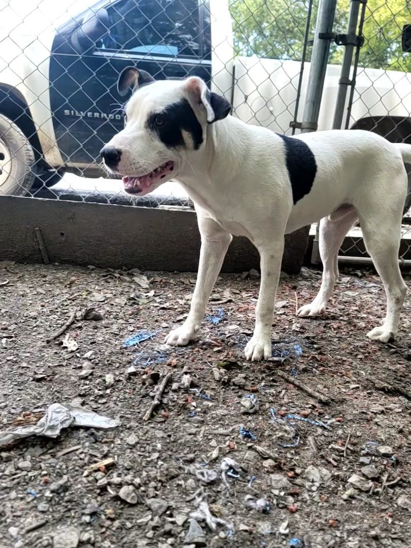 Enlarge Little Bit, a Adopted mixed breed in McCrory, AR image 2/4