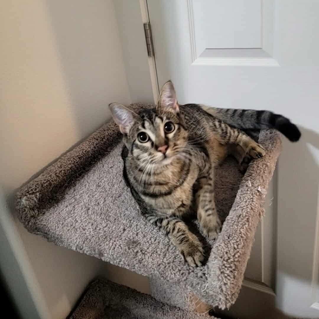 KitKat - 20% off, a Adoptable mixed breed in Gladstone, OR image 4/6