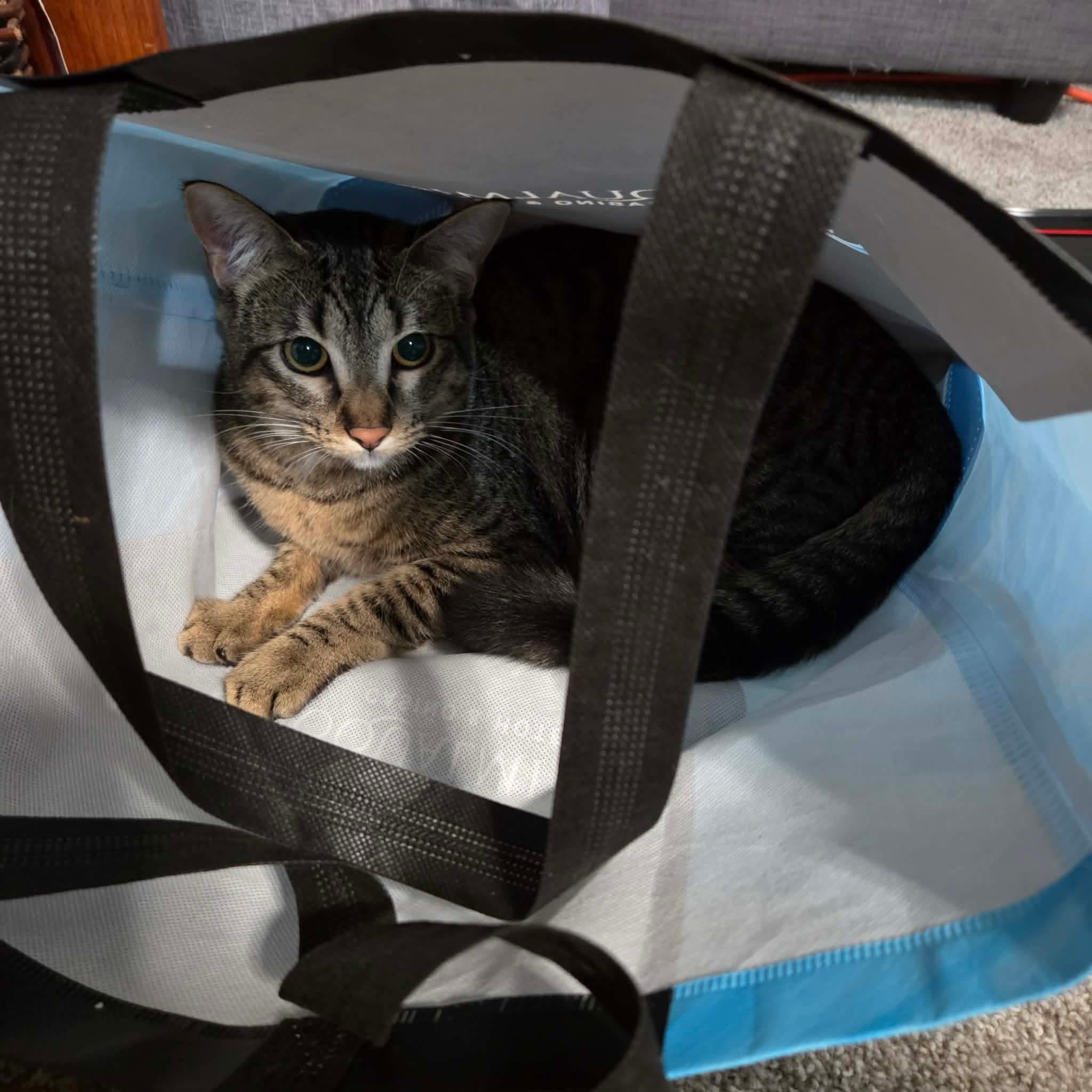 KitKat - 20% off, a Adoptable mixed breed in Gladstone, OR image 1/6