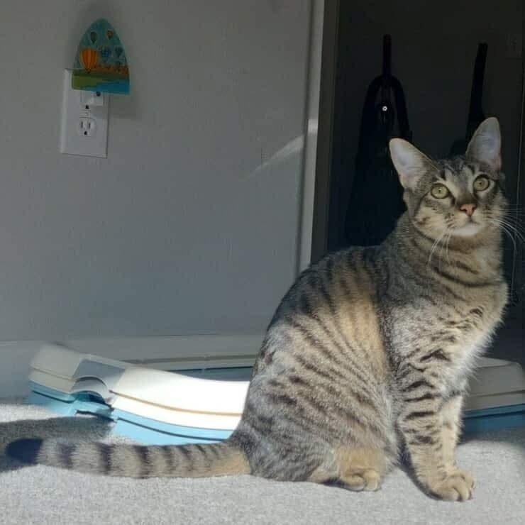 KitKat - 20% off, a Adoptable mixed breed in Gladstone, OR image 5/6