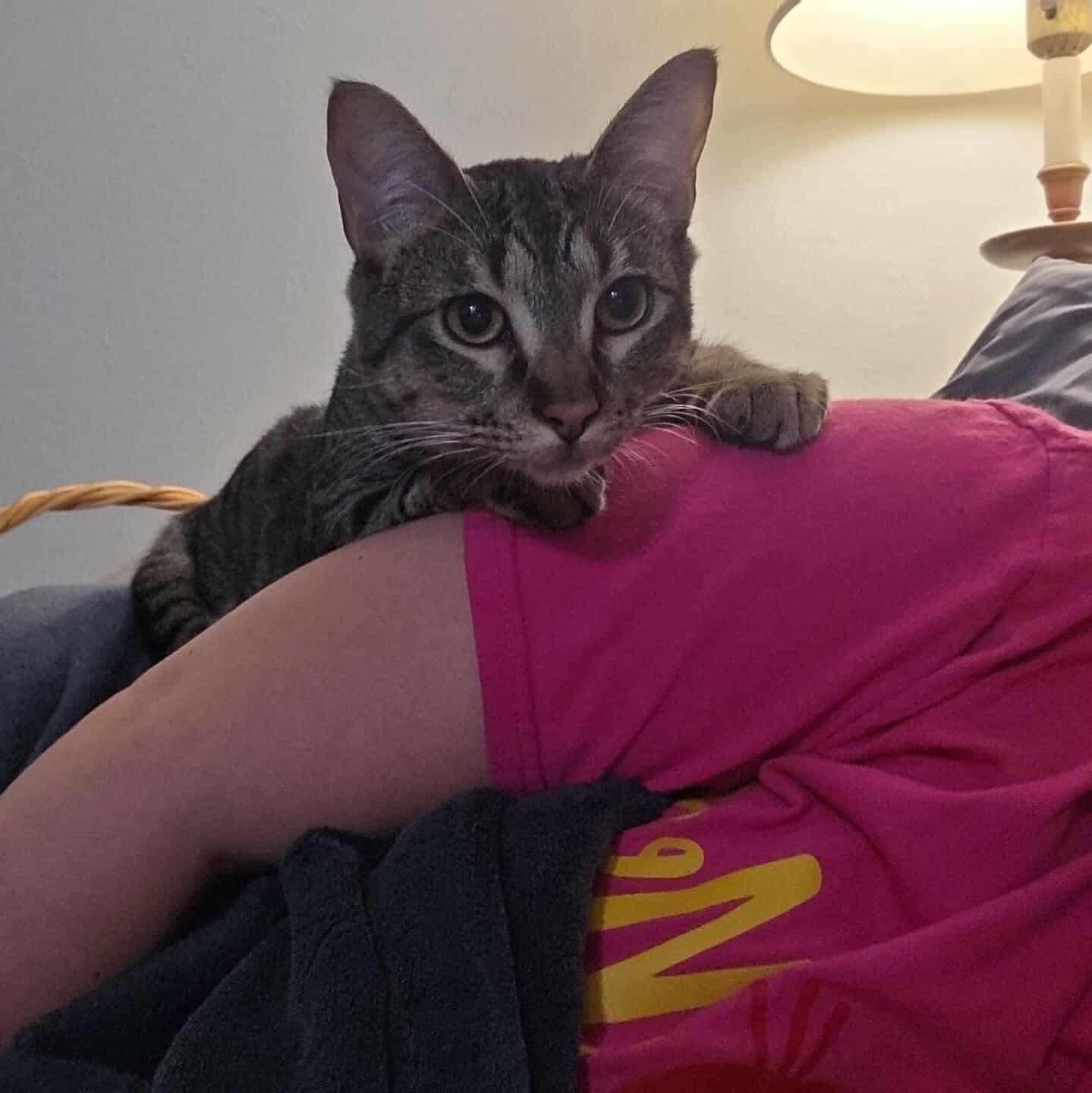 KitKat - 20% off, a Adoptable mixed breed in Gladstone, OR image 6/6