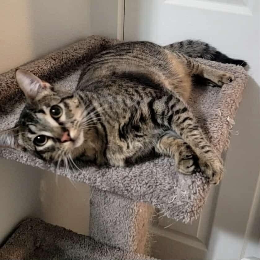 KitKat - 20% off, a Adoptable mixed breed in Gladstone, OR image 2/6