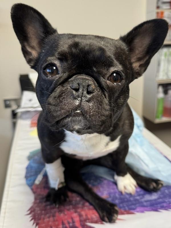 Enlarge Sage, a Adoptable French Bulldog in Oakland, NJ image 1/1