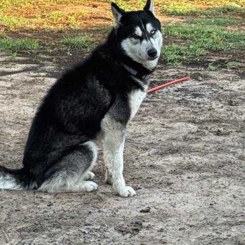 Max -(WA), a Adoptable mixed breed in Seattle, WA image 4/6