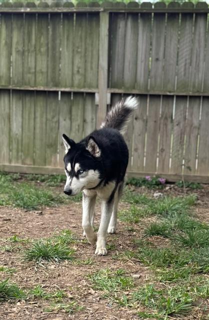 Max -(WA), a Adoptable mixed breed in Seattle, WA image 5/6