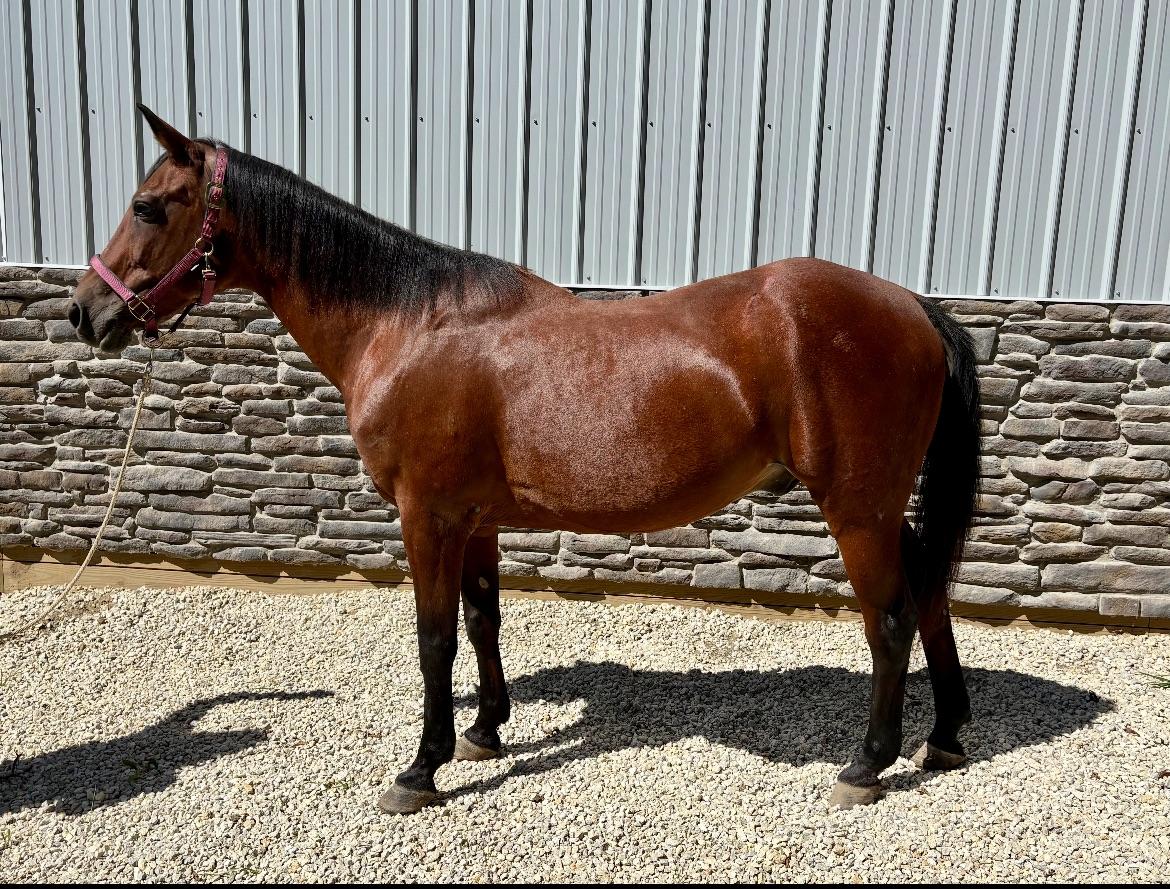 Harry, Adoptable, Adult Male Standardbred.