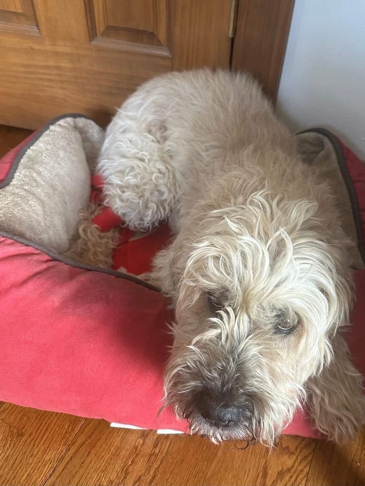 Mickey, Adoptable, Senior Female Wheaten Terrier.