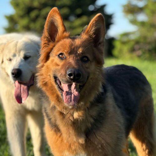 Enlarge Corky, a Adoptable German Shepherd Dog in Vienna, ON image 2/5