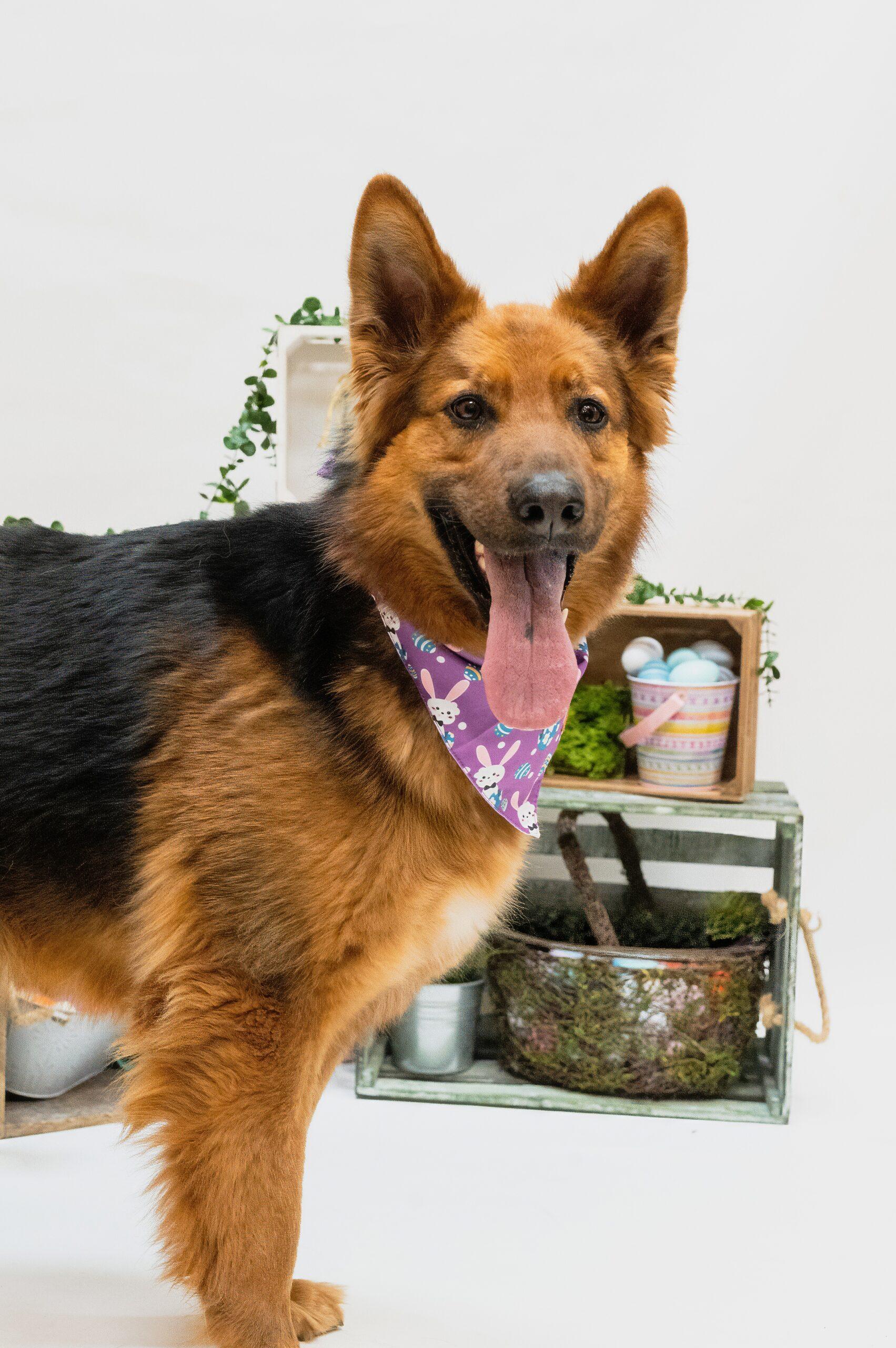 Corky, Adoptable, Young Female German Shepherd Dog.