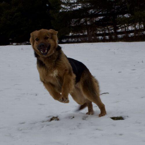 Enlarge Corky, a Adoptable German Shepherd Dog in Vienna, ON image 1/5