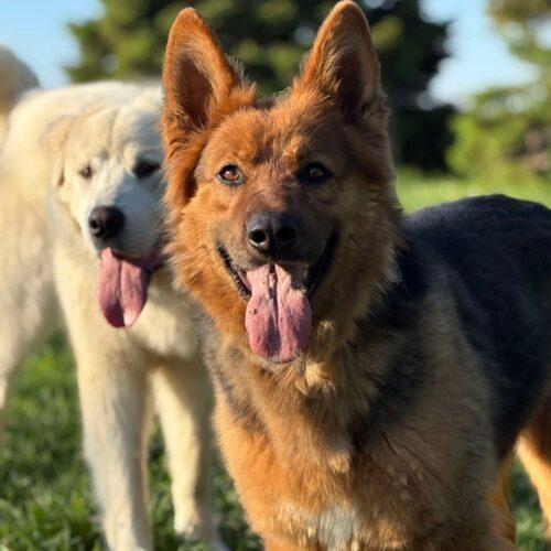 Enlarge Corky, a Adoptable German Shepherd Dog in Vienna, ON image 5/5