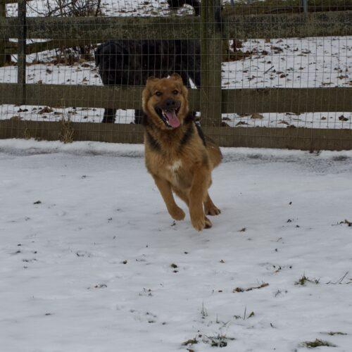 Enlarge Corky, a Adoptable German Shepherd Dog in Vienna, ON image 2/5