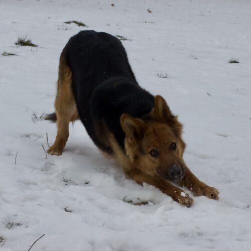 Enlarge Corky, a Adoptable German Shepherd Dog in Vienna, ON image 5/5