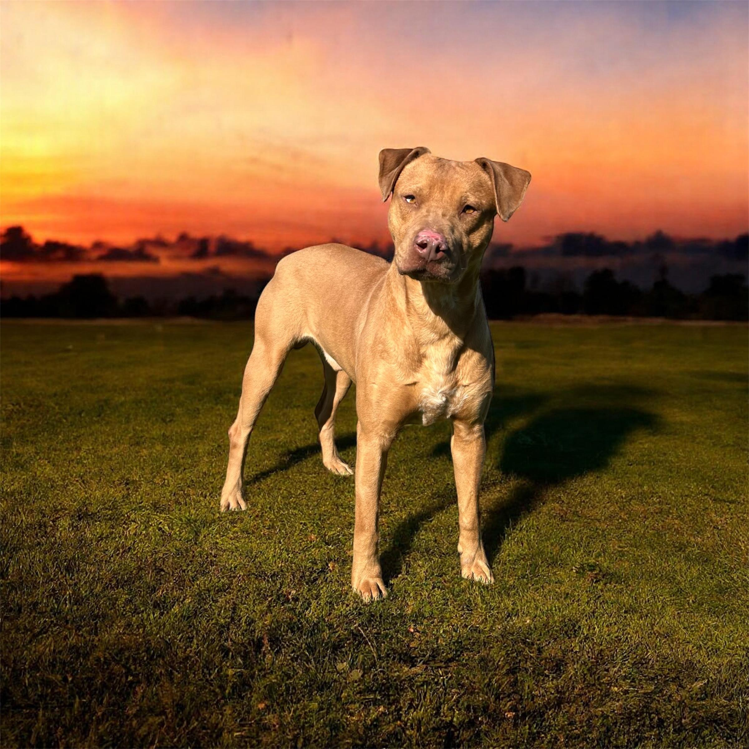 Trooper, Adoptable, Adult Male Labrador Retriever.