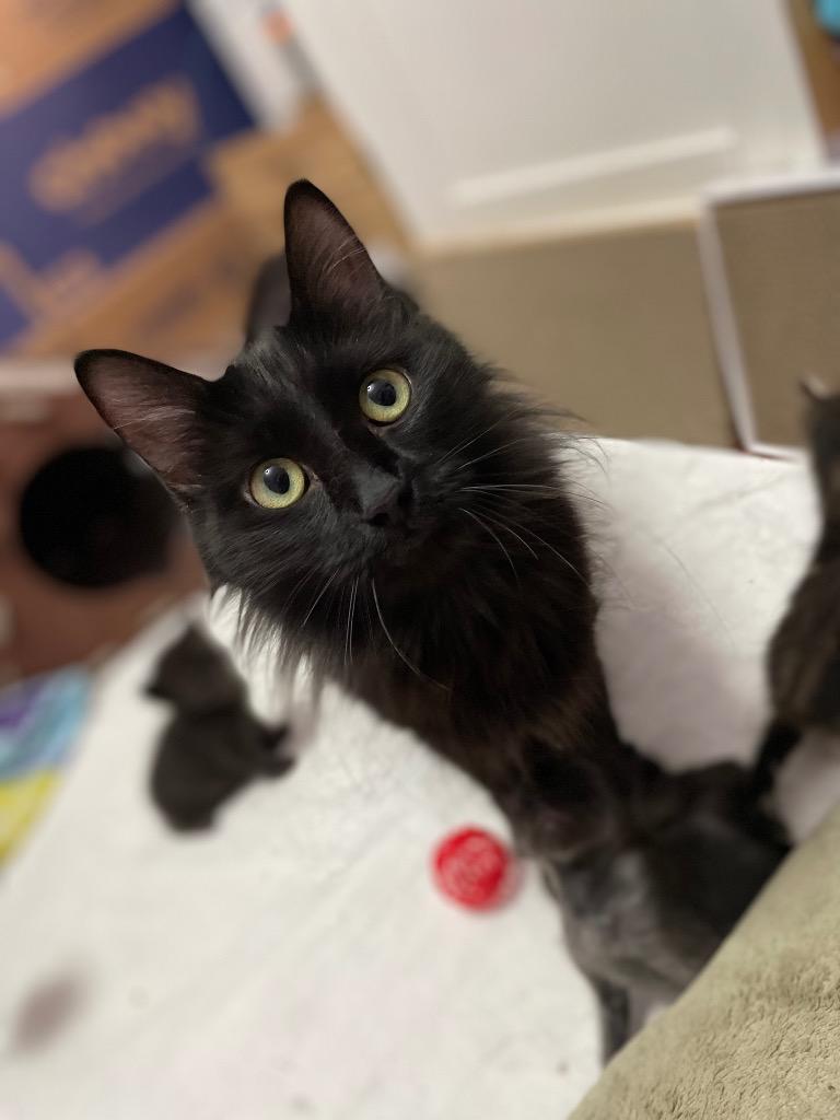 ATHENA. DT, Adoptable, Young Female Domestic Long Hair.