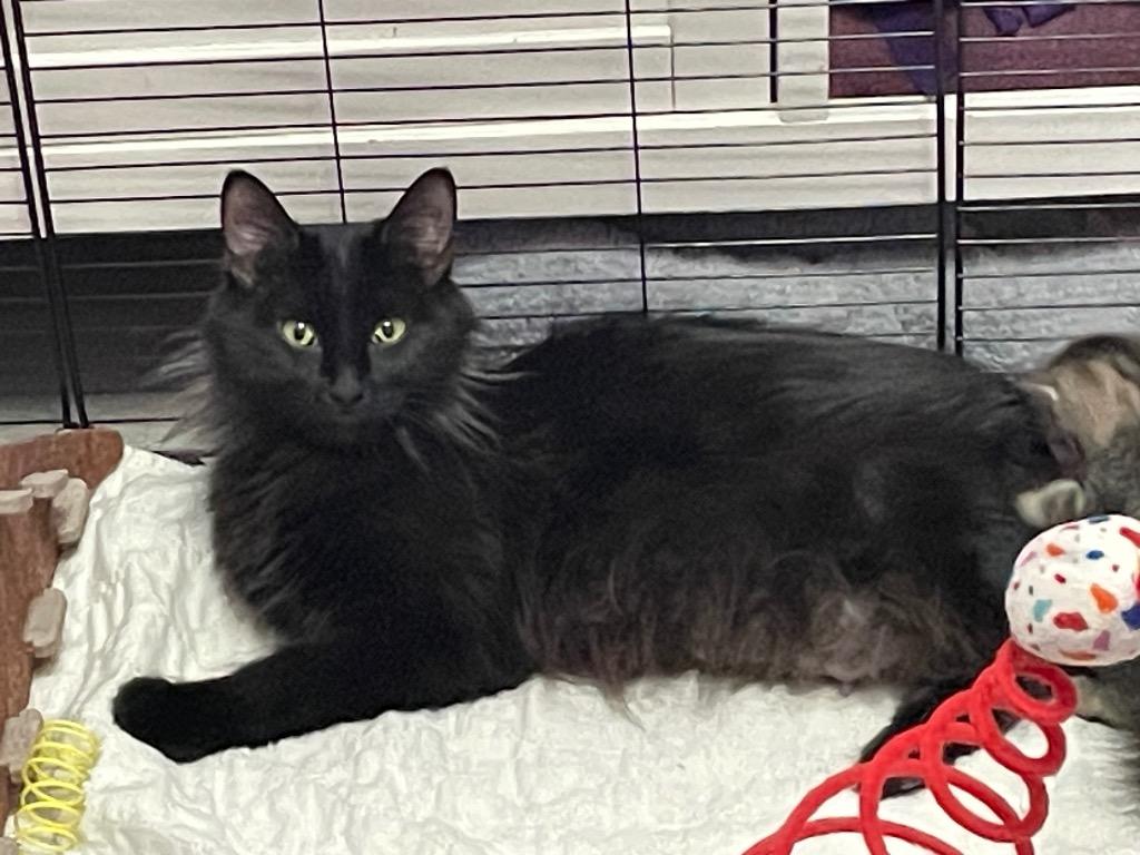 Enlarge ATHENA. T, a Adoptable mixed breed in Newaygo, MI image 2/2