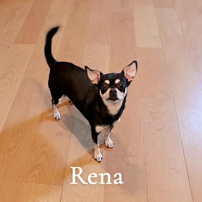 Rena , adopted, Adult Female Chihuahua.