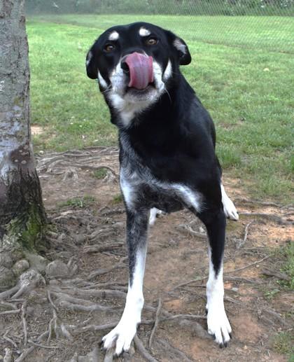 Milky Way 501-24, Adoptable, Adult Male Siberian Husky & Mixed Breed.