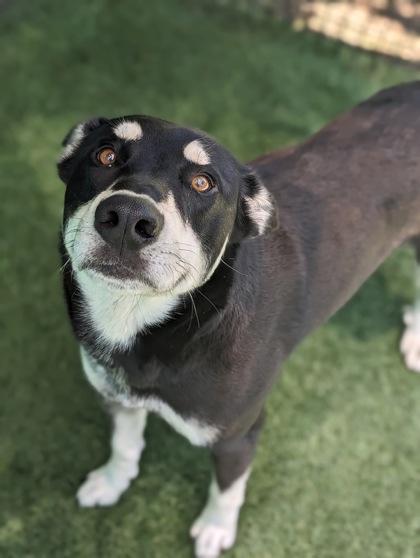 Milky Way 501-24, a Adoptable mixed breed in Cumming, GA image 2/2