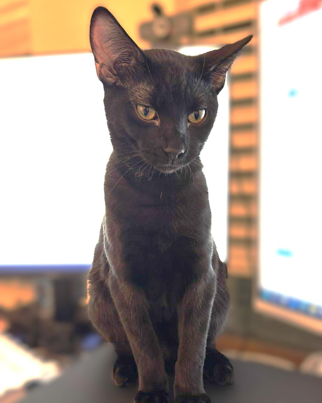 Enlarge Orion, a Adoptable mixed breed in Allen, TX image 2/3