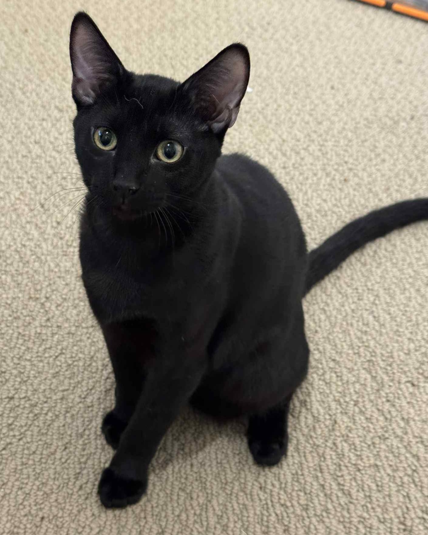 Enlarge Orion, a Adoptable mixed breed in Allen, TX image 1/3