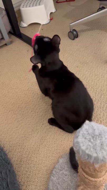 Enlarge Orion, a Adoptable mixed breed in Allen, TX video 3/3