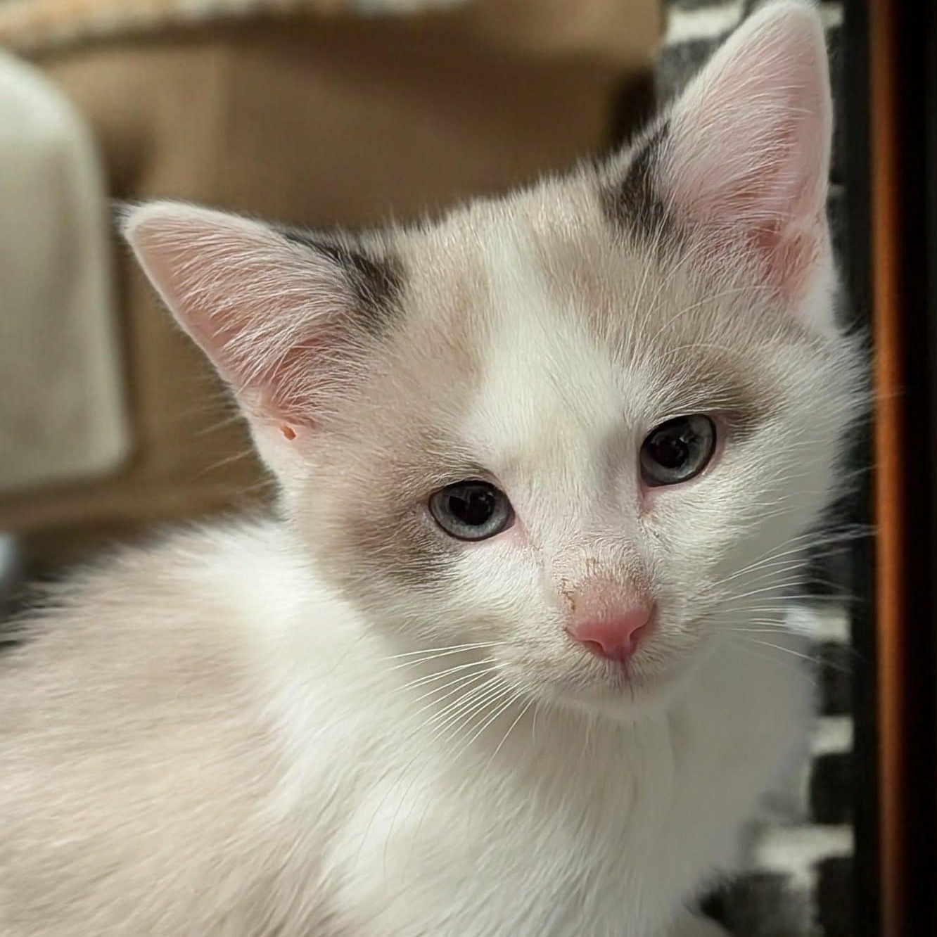 Finn, an adopted mixed breed in Owatonna, MN image 3/3