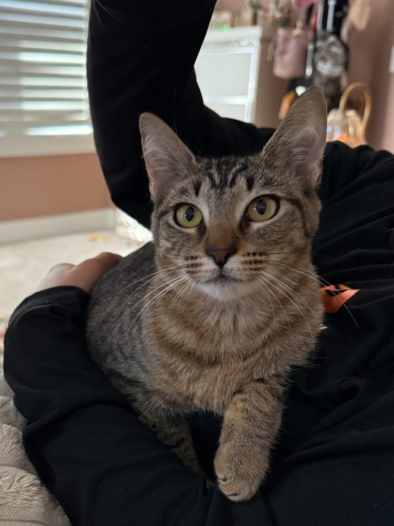 Mulan, Adoptable, Young Female Domestic Short Hair.