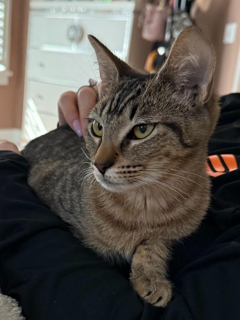 Enlarge Mulan, a Adoptable Domestic Short Hair in Fort Myers, FL image 2/2